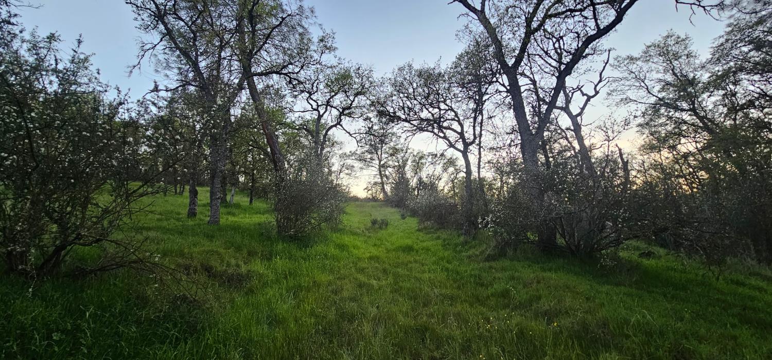 9145 Hunters Valley Road Mariposa, CA 95338 - Photo 6 of 10 a view of a trees with a yard