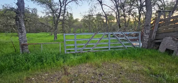 a view of a park with a large tree