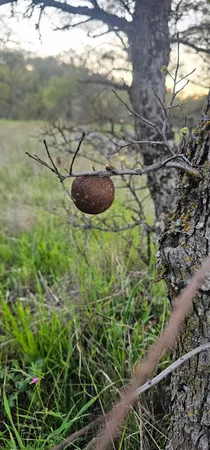 a view of outdoor space and garden