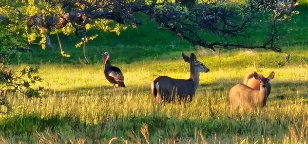 a view of swimming pool and lake