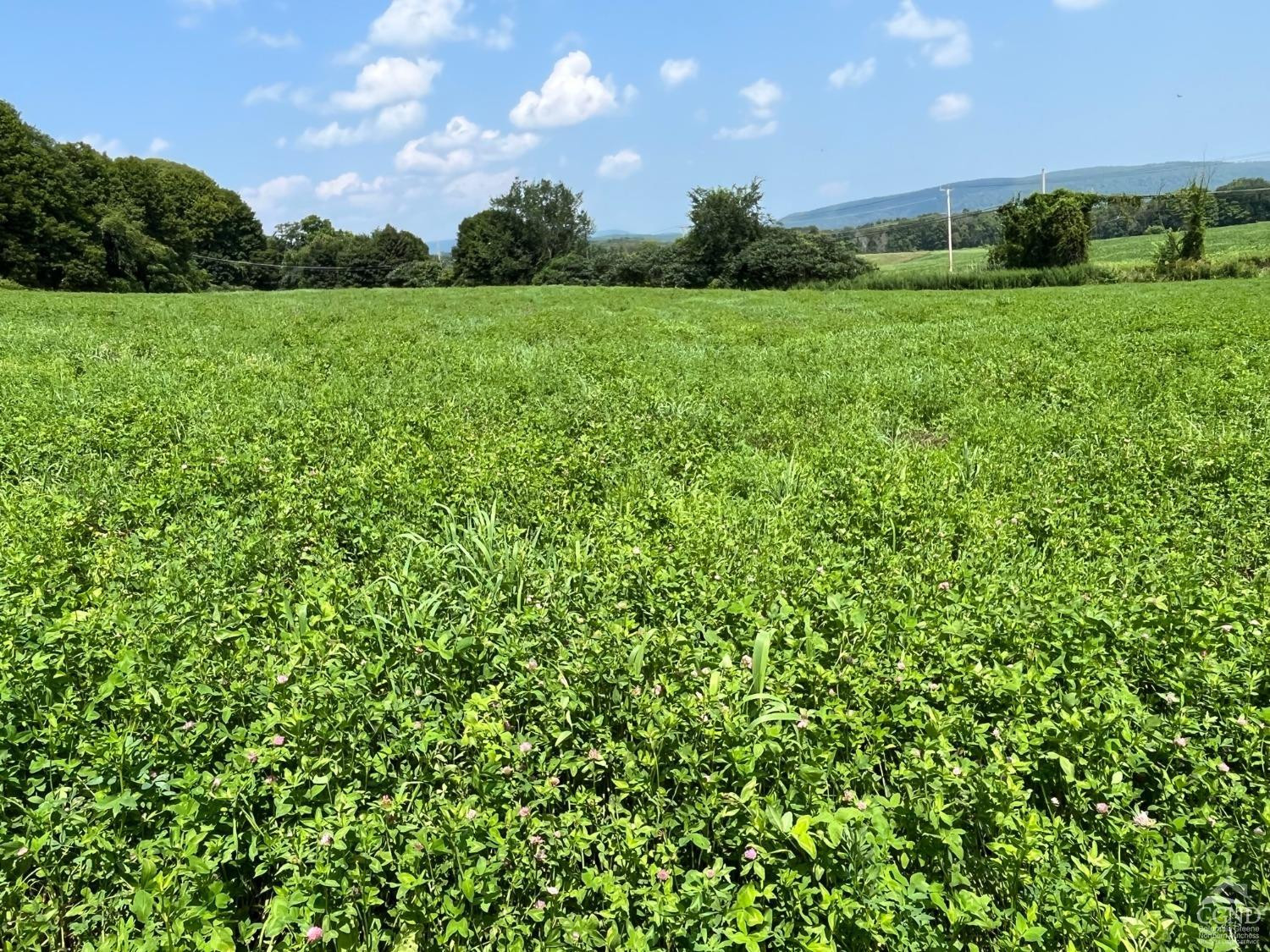 926 Smithfield Road Millerton, NY 12546 - Photo 16 of 27 a view of a lush green space