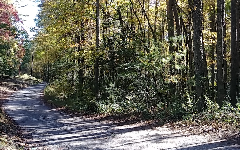 Lt107 Hemlock Trail Blue Ridge, GA 30513 - Photo 1 of 1 a view of a yard and trees