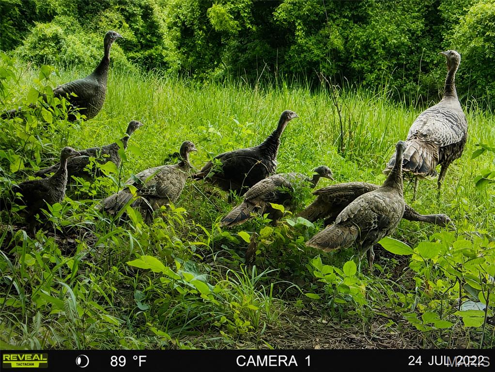 575 Schleeper Hollow Road Hardin, IL 62047 - Photo 47 of 61