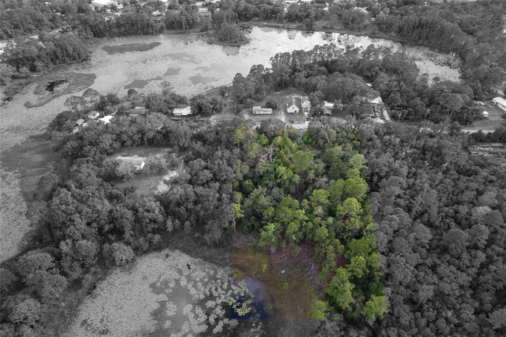 31615 Pinecrest Road Eustis, FL 32736 - Photo 6 of 6 a view of a forest with a forest