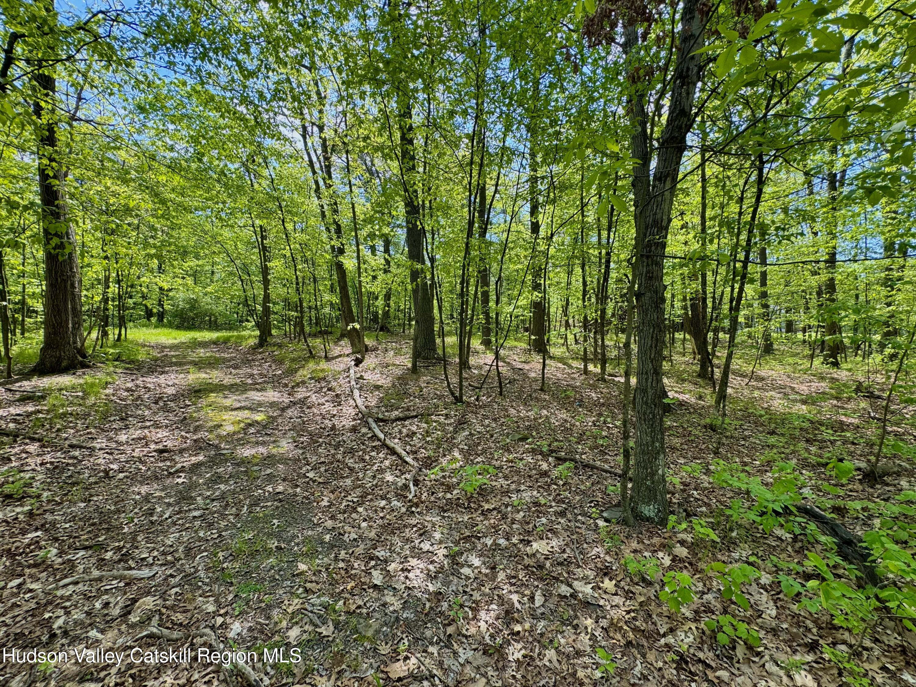 Tbd Bill Matter Road Climax, NY 12042 - Photo 7 of 16 a view of outdoor space and trees