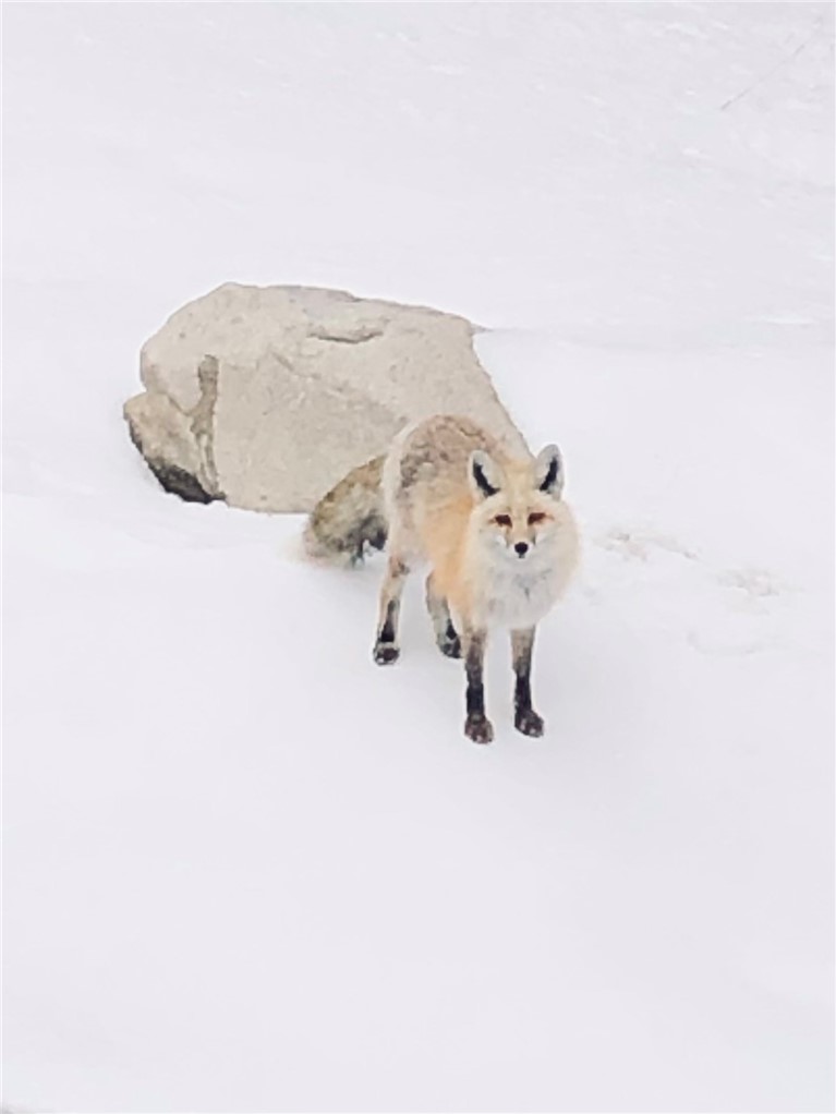 344 Rena Road Breckenridge, CO 80424 - Photo 30 of 32 A fox came by to visit too!