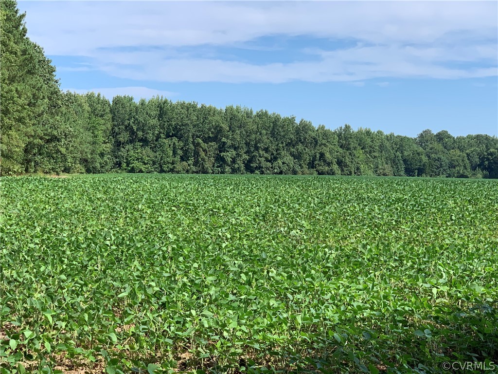 Lot 2 Webb Road Disputanta, VA 23842 - Photo 6 of 12 Gallery Image 6
