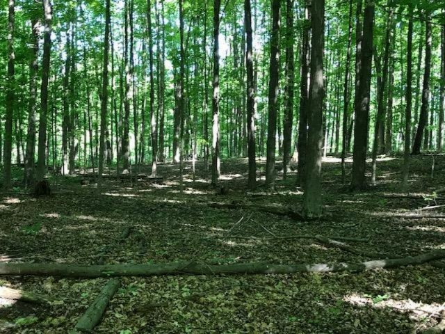 0 Cloverdale Road Delton, MI 49046 - Photo 4 of 9 20170607154652284444000000-o