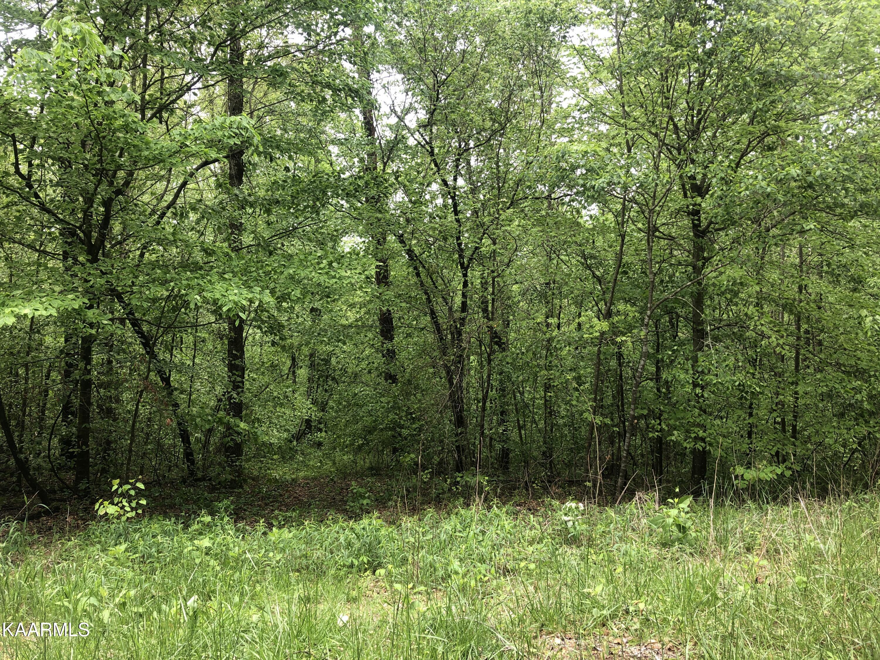 Upper Crab Road Jamestown, TN 38556 - Photo 2 of 18 IMG_6133