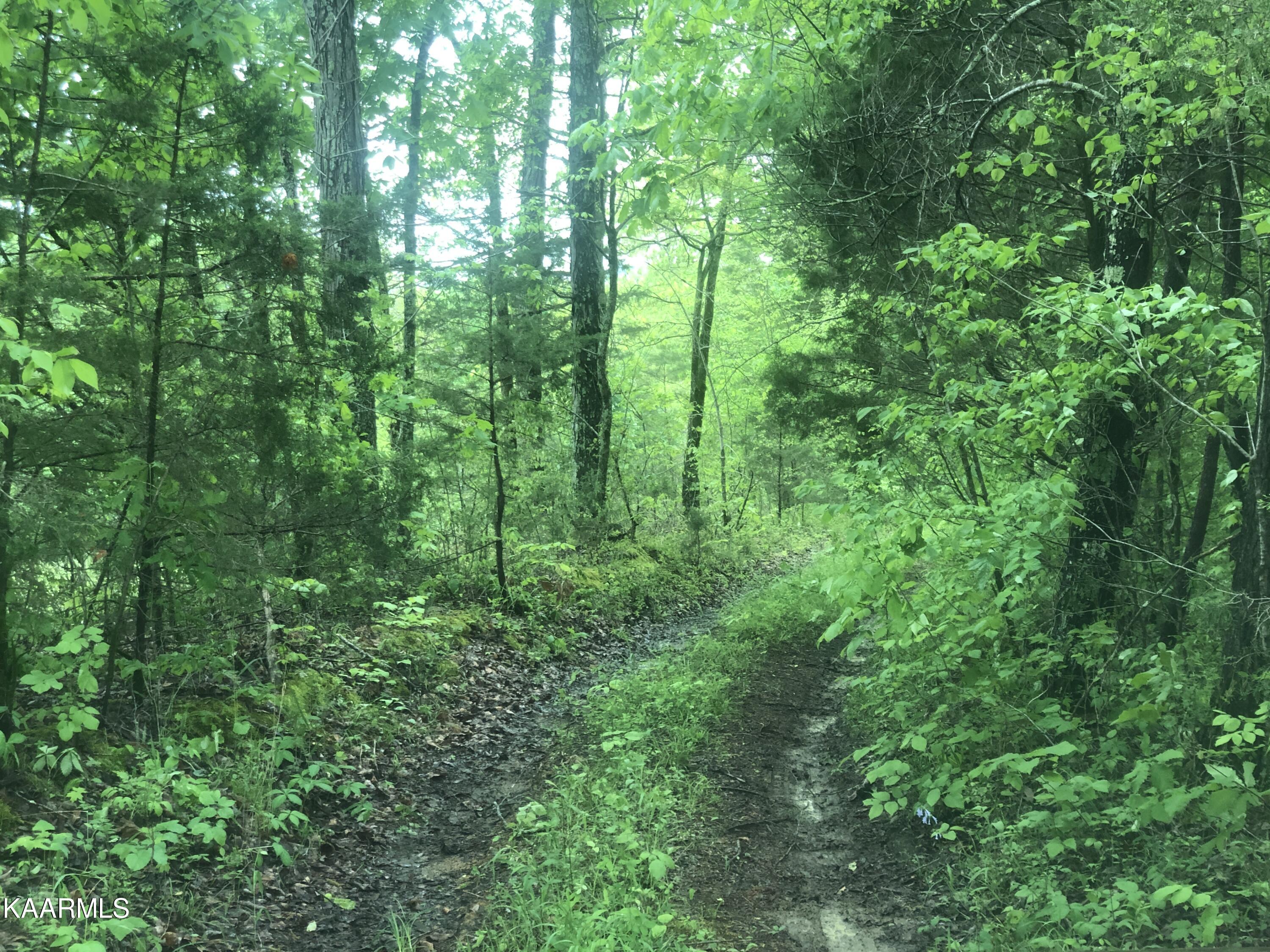 Upper Crab Road Jamestown, TN 38556 - Photo 10 of 18 IMG_6141