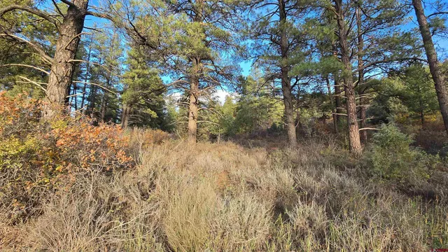 a view of a yard with a tree