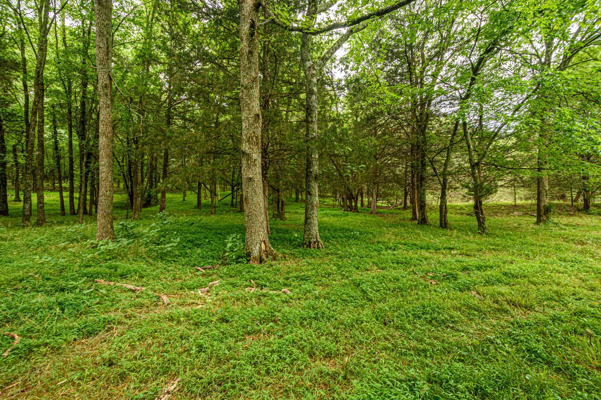 0 Prospect Road Pulaski, TN 38478 - Photo 11 of 12 a view of park with trees