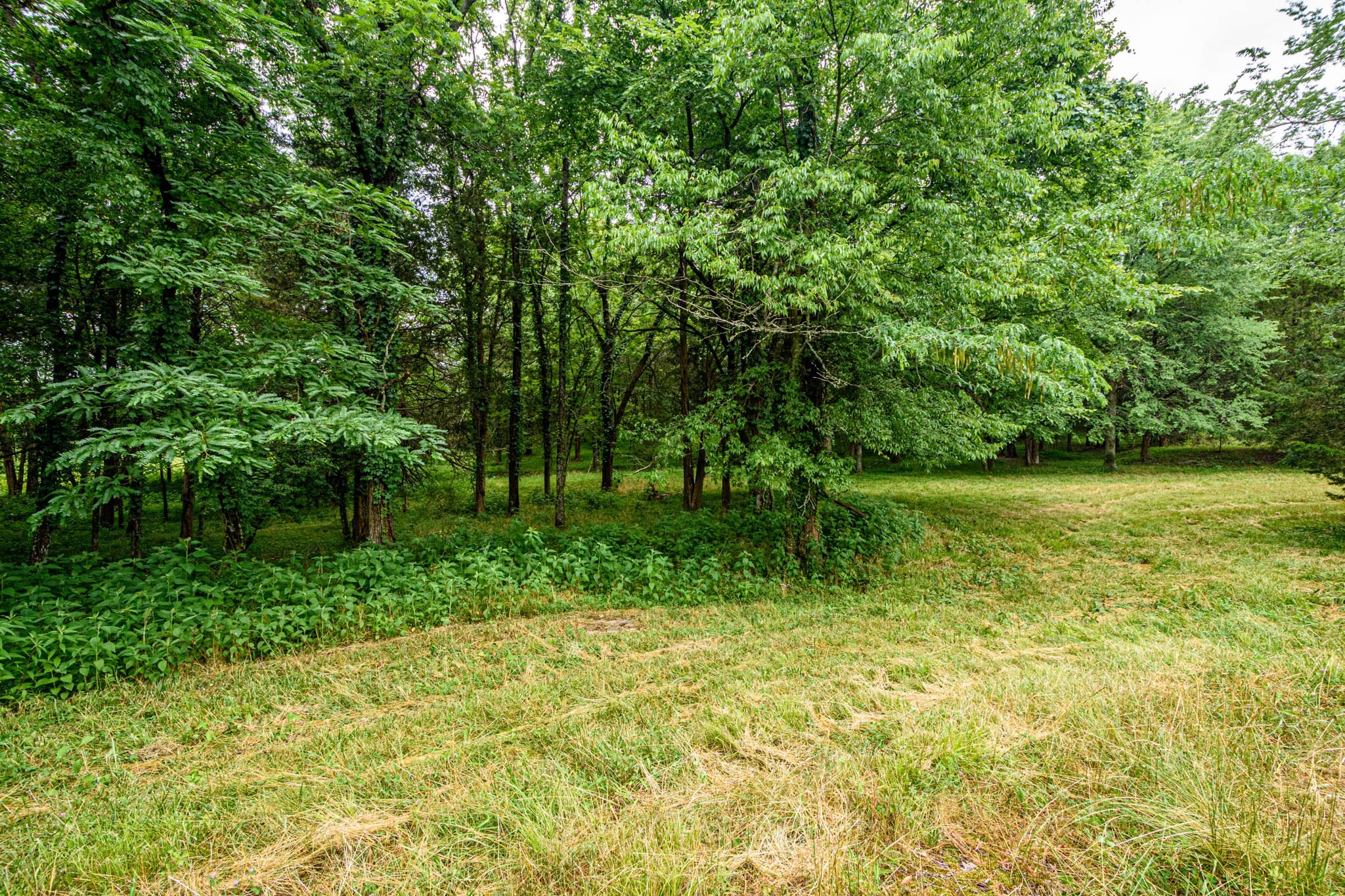 0 Prospect Road Pulaski, TN 38478 - Photo 12 of 12 a view of a garden with a bench