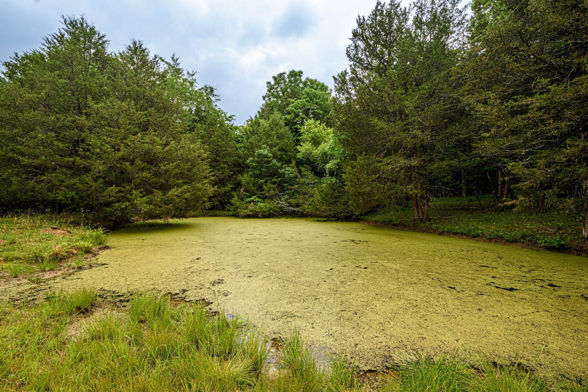 0 Prospect Road Pulaski, TN 38478 - Photo 3 of 12 a view of a yard