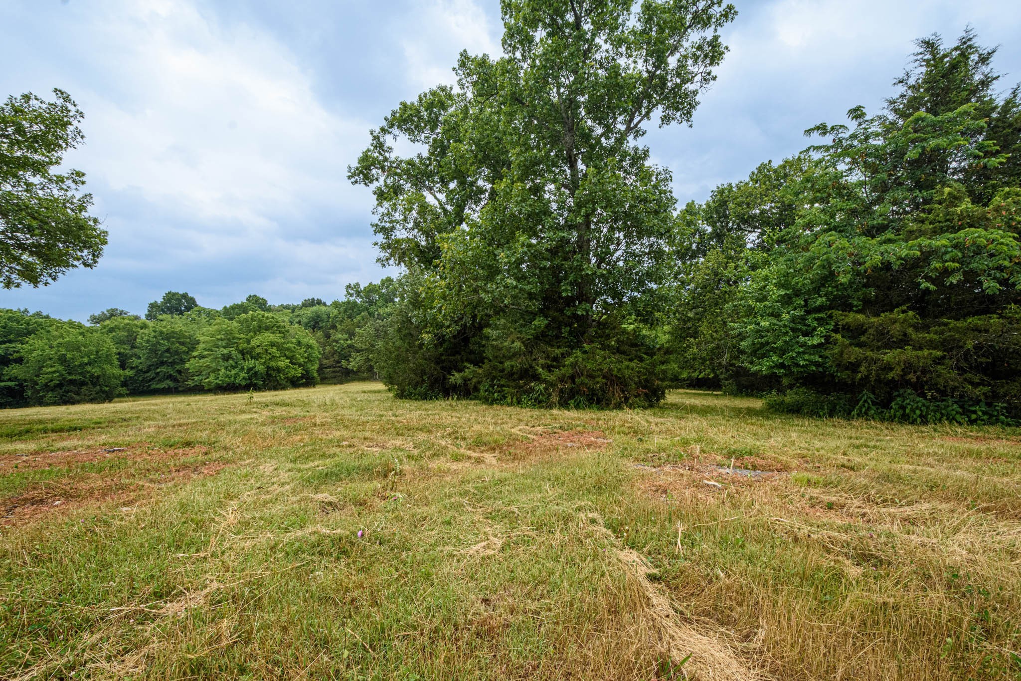 0 Prospect Road Pulaski, TN 38478 - Photo 8 of 12 a view of a big yard with an trees