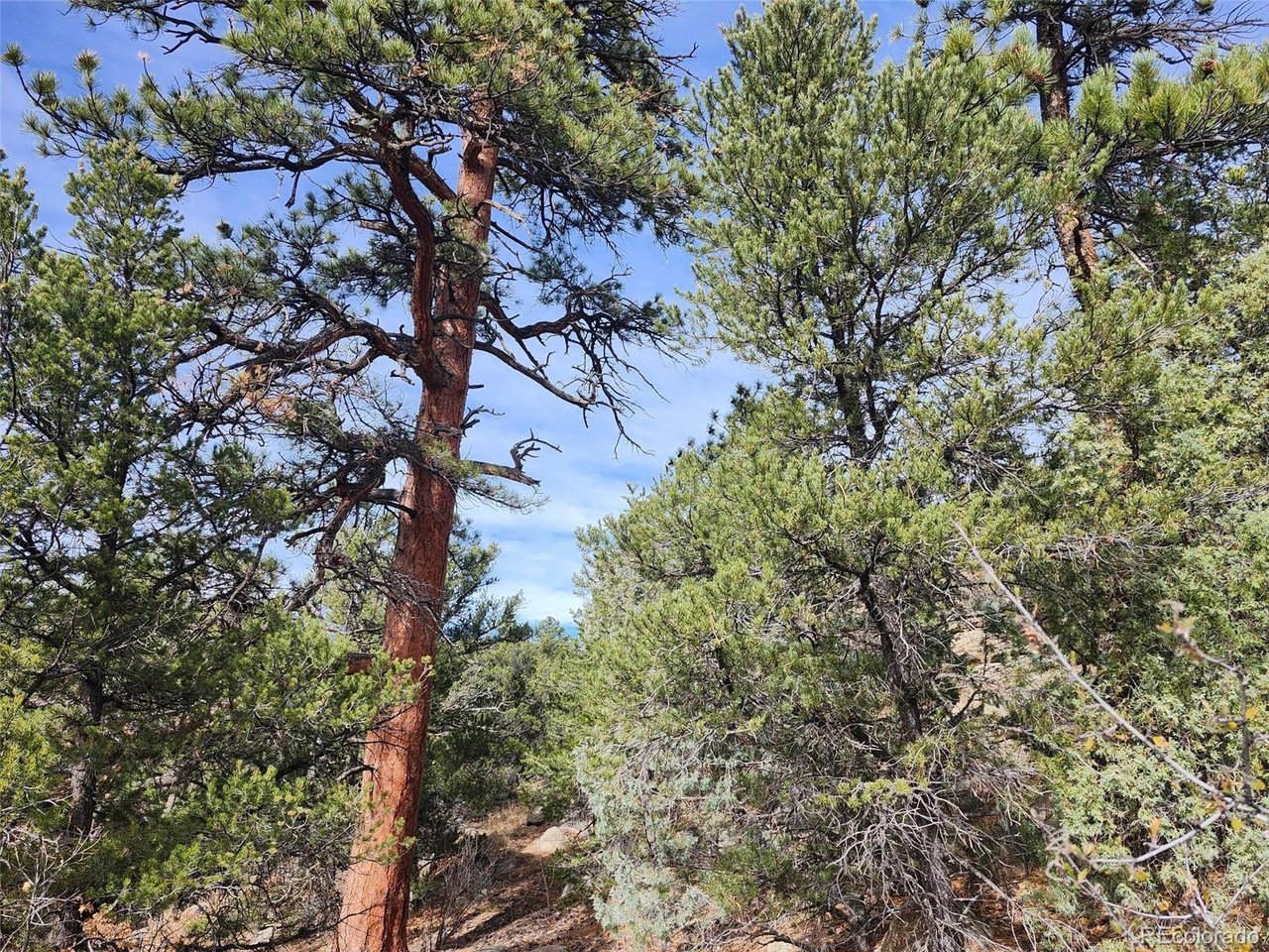 7th Trail Cotopaxi, CO 81223 - Photo 11 of 50 a picture of tree