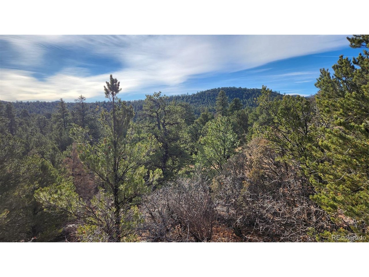 7th Trail Cotopaxi, CO 81223 - Photo 19 of 50 a black and white photo of a forest