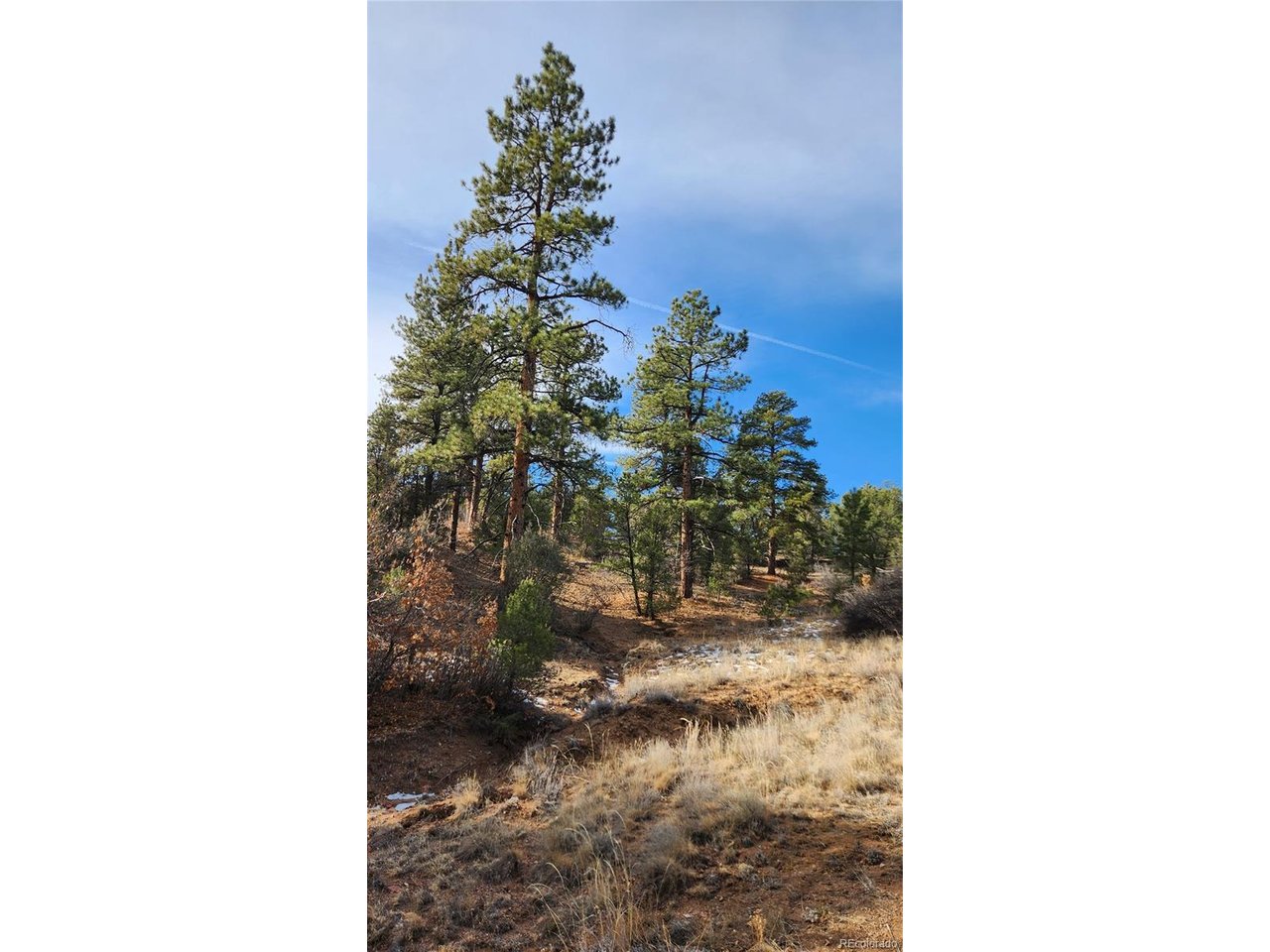 7th Trail Cotopaxi, CO 81223 - Photo 29 of 50 a close up of a tree in a backyard