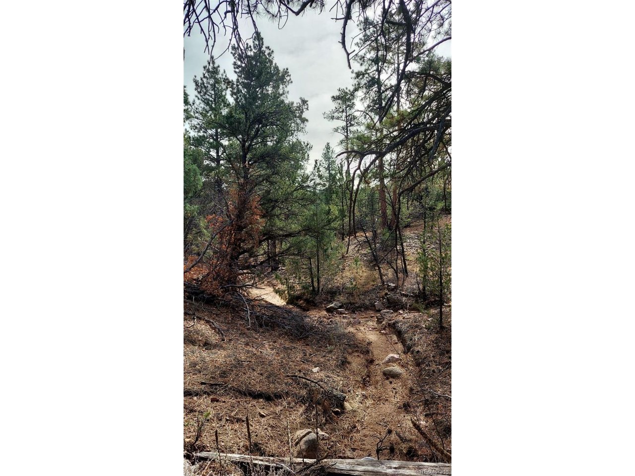 7th Trail Cotopaxi, CO 81223 - Photo 39 of 50 a picture of a small yard