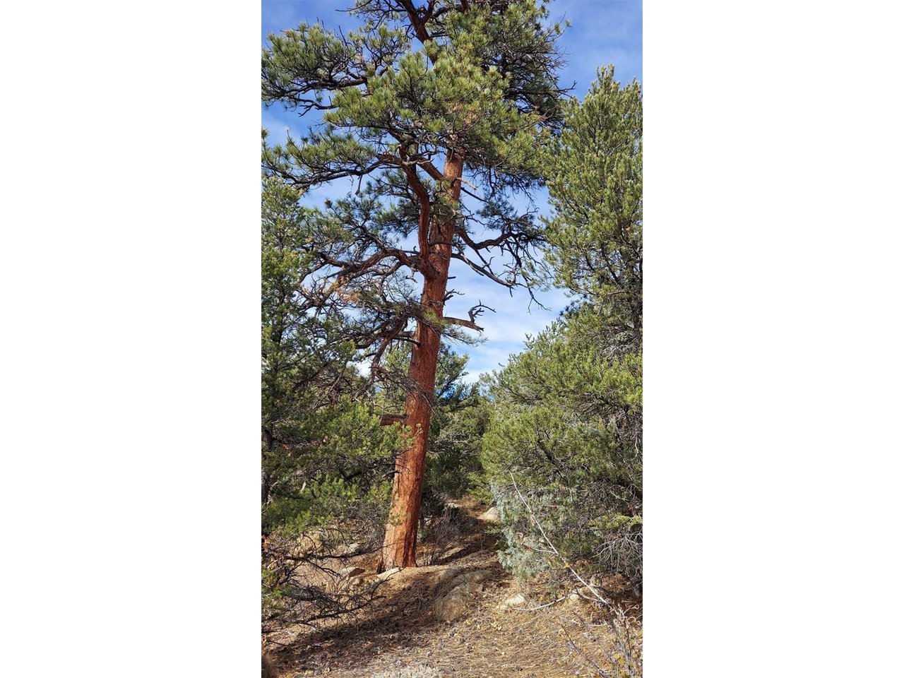 7th Trail Cotopaxi, CO 81223 - Photo 4 of 50 a picture of a small yard