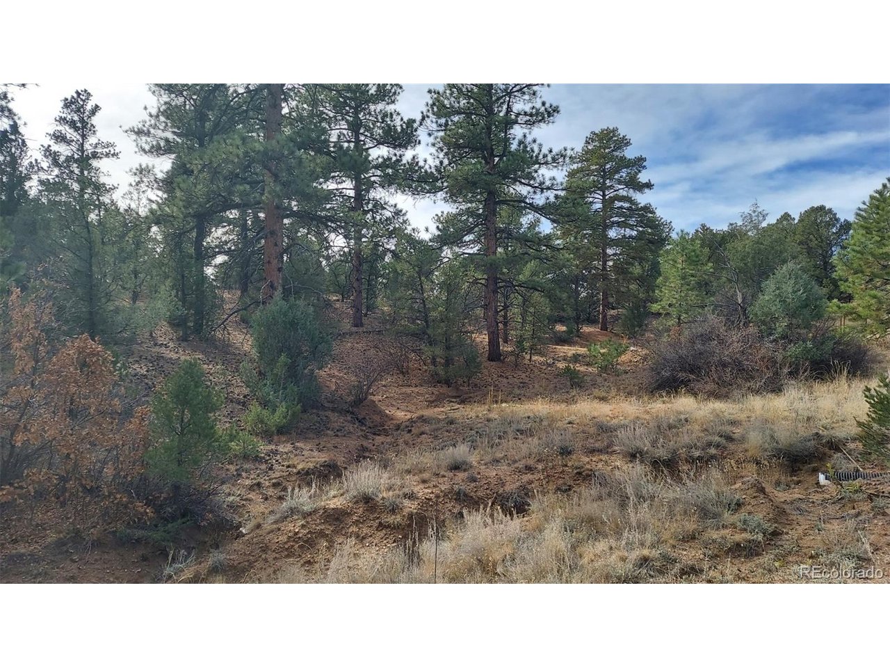 7th Trail Cotopaxi, CO 81223 - Photo 49 of 50 a black and white photo of a forest