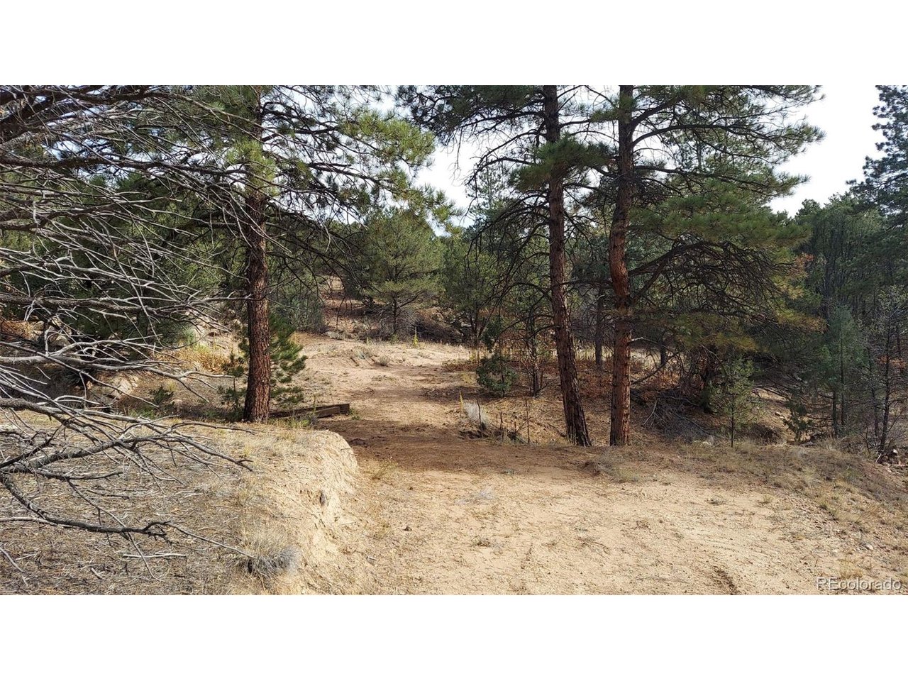 7th Trail Cotopaxi, CO 81223 - Photo 50 of 50 a black and white photo of a tree