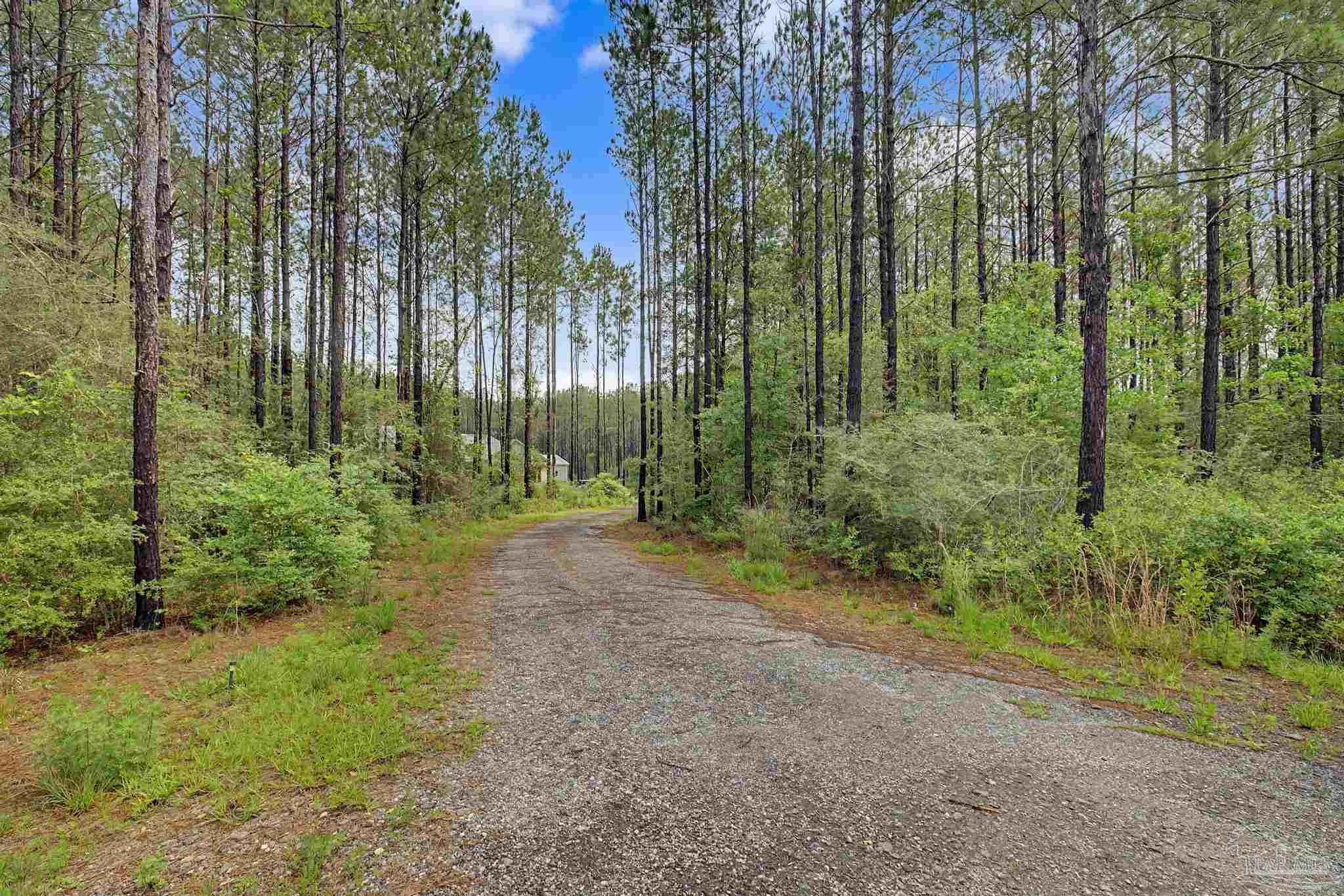 1918 Pineview Church Road Jay, FL 32565 - Photo 41 of 45 a view of a forest with trees