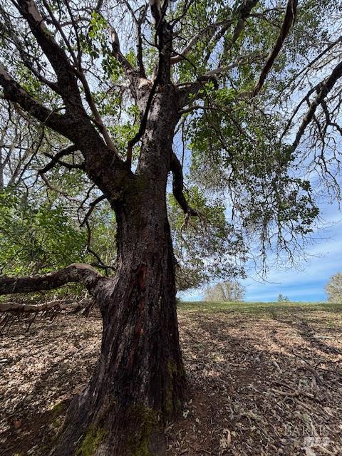 0 East Side Road Willits, CA 95490 - Photo 13 of 14 a view of a yard with large trees