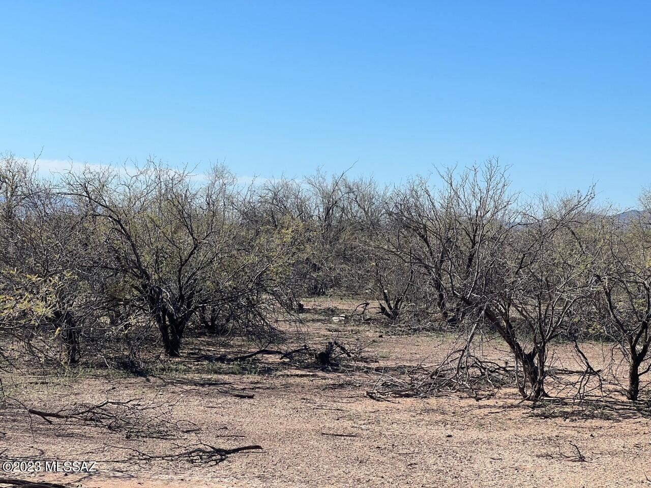Tbd Tbd Cherry Blossom Road Marana, AZ 85653 - Photo 9 of 9 Scrub Brush