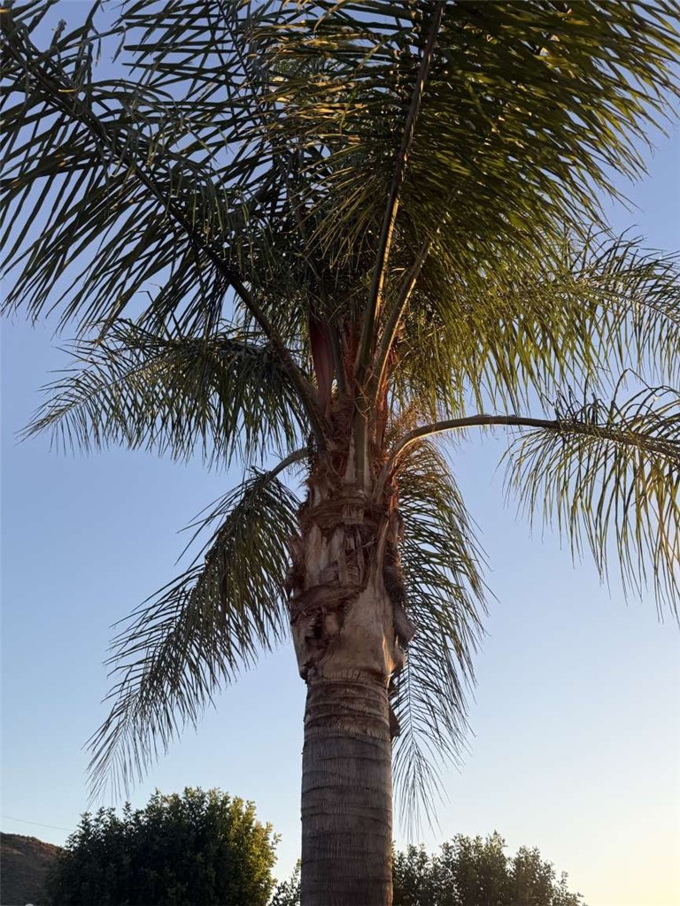 3270 Edgemont Court San Bernardino, CA 92405 - Photo 40 of 44 an ocean view with a palm tree