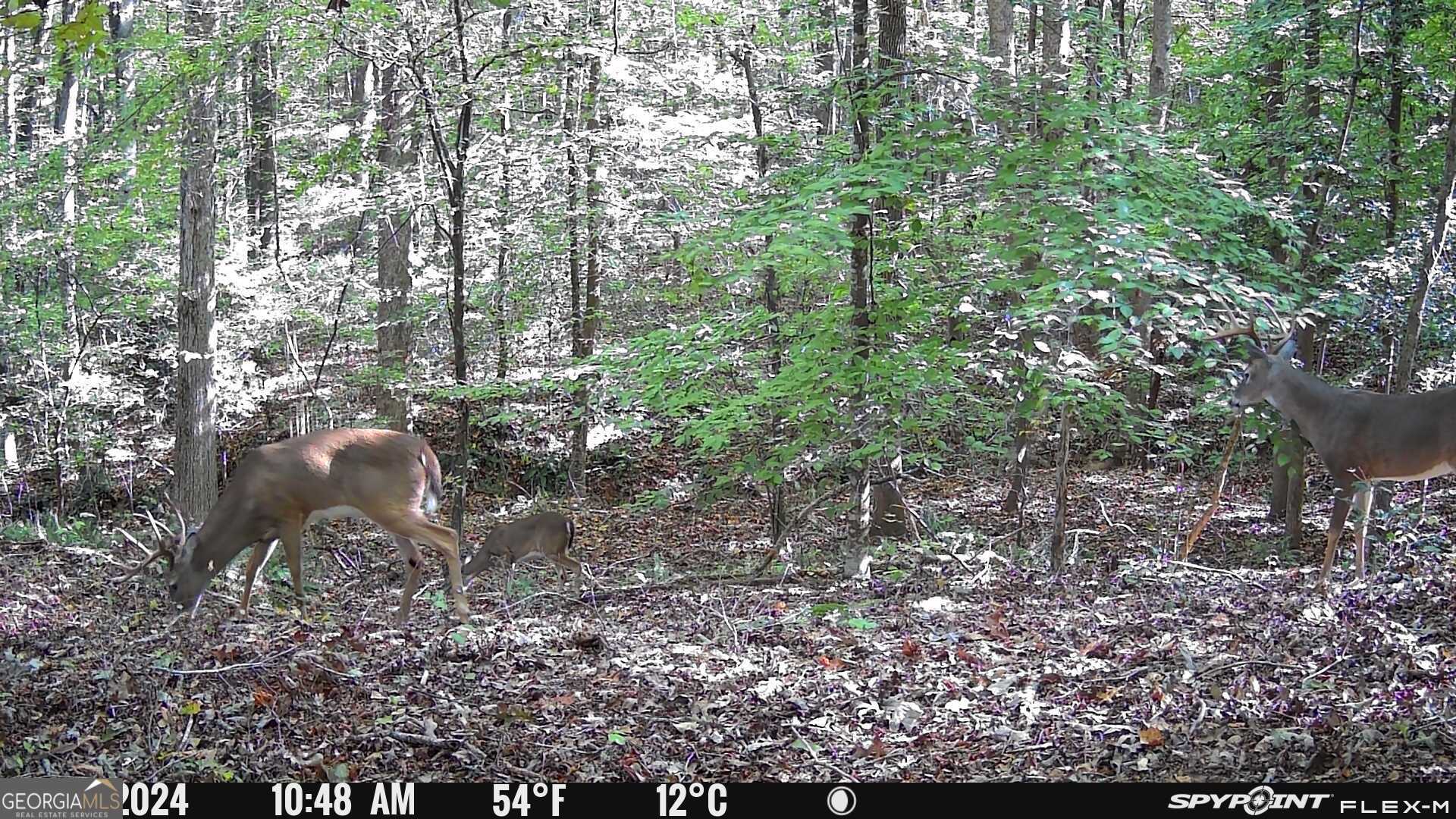 1590 James Adams Road Danielsville, GA 30633 - Photo 26 of 98