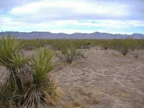 Davis Road Golden Valley, AZ 86413 - Photo 1 of 5 Primary Photo