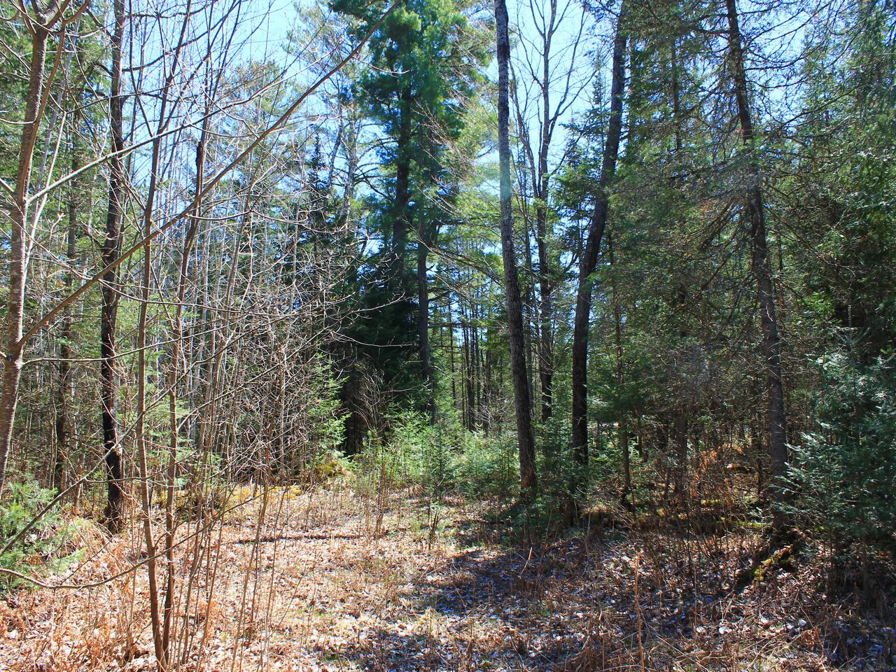 4260 Lake Of The Falls Road Mercer, WI 54547 - Photo 8 of 28 Gallery Image 8