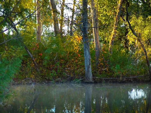 a view of swimming pool with trees in the background