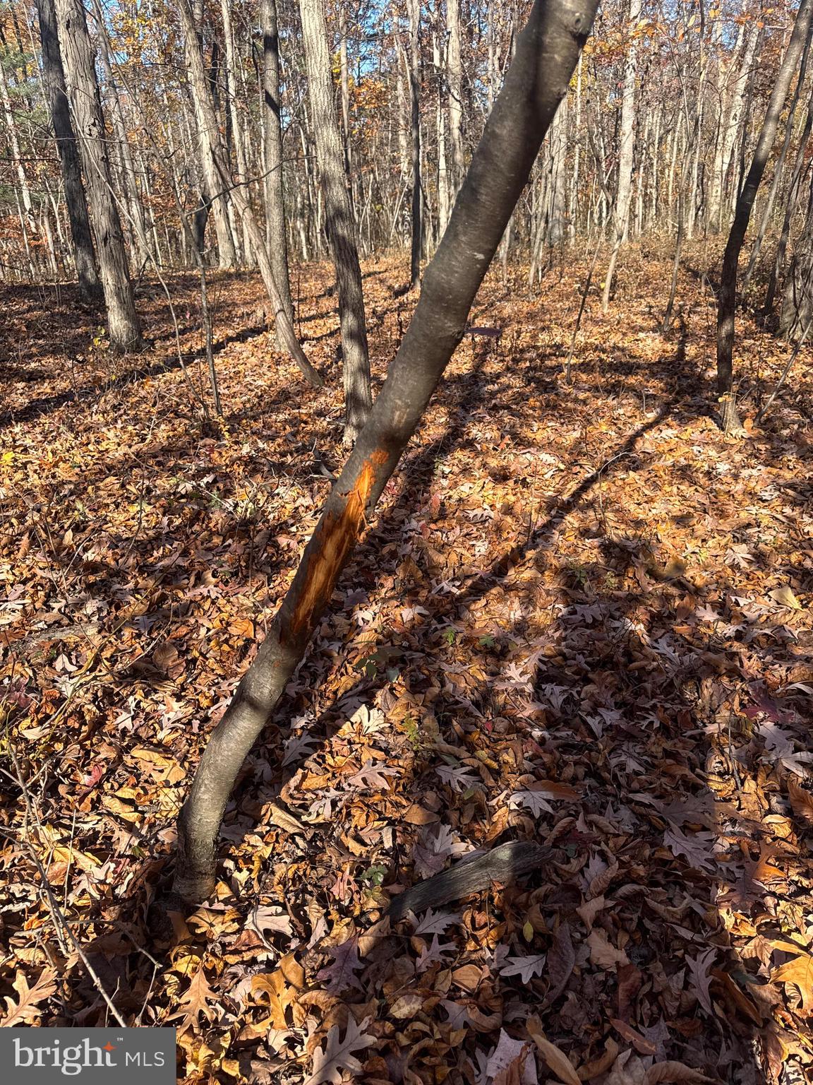 2 27.15 /- Acres Old Harrisburg Road York Springs, PA 17372 - Photo 19 of 37 a view of outdoor space with a yard