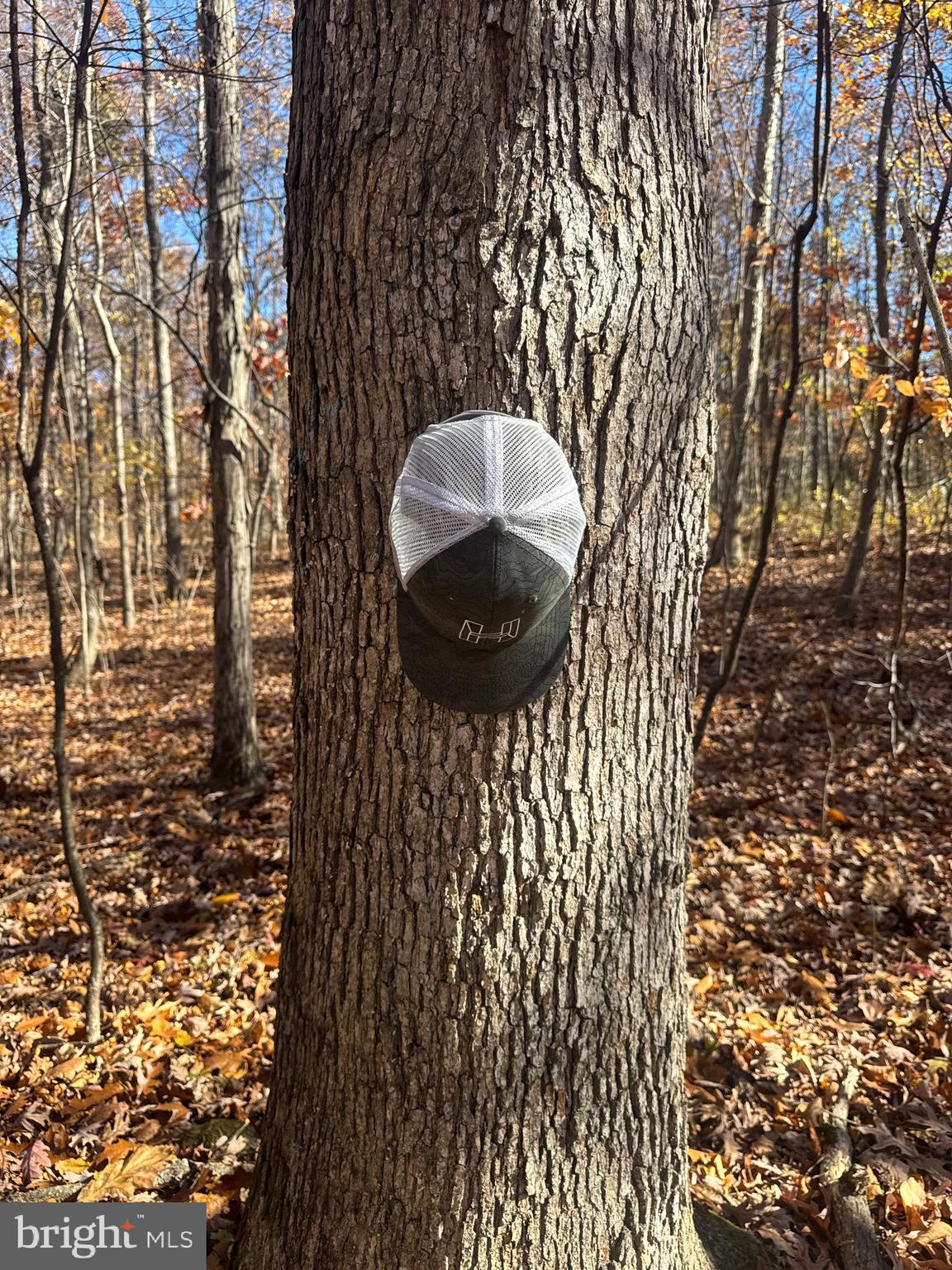 2 27.15 /- Acres Old Harrisburg Road York Springs, PA 17372 - Photo 8 of 37 a picture of a tree in a backyard