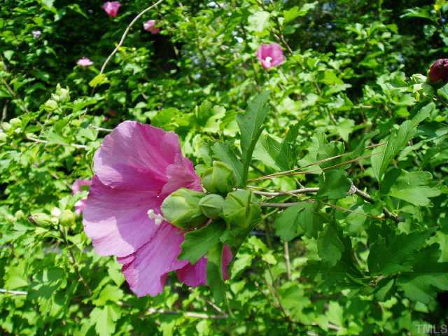 12605 Kristy Circle Raleigh, NC 27613 - Photo 4 of 8 a view of a flower