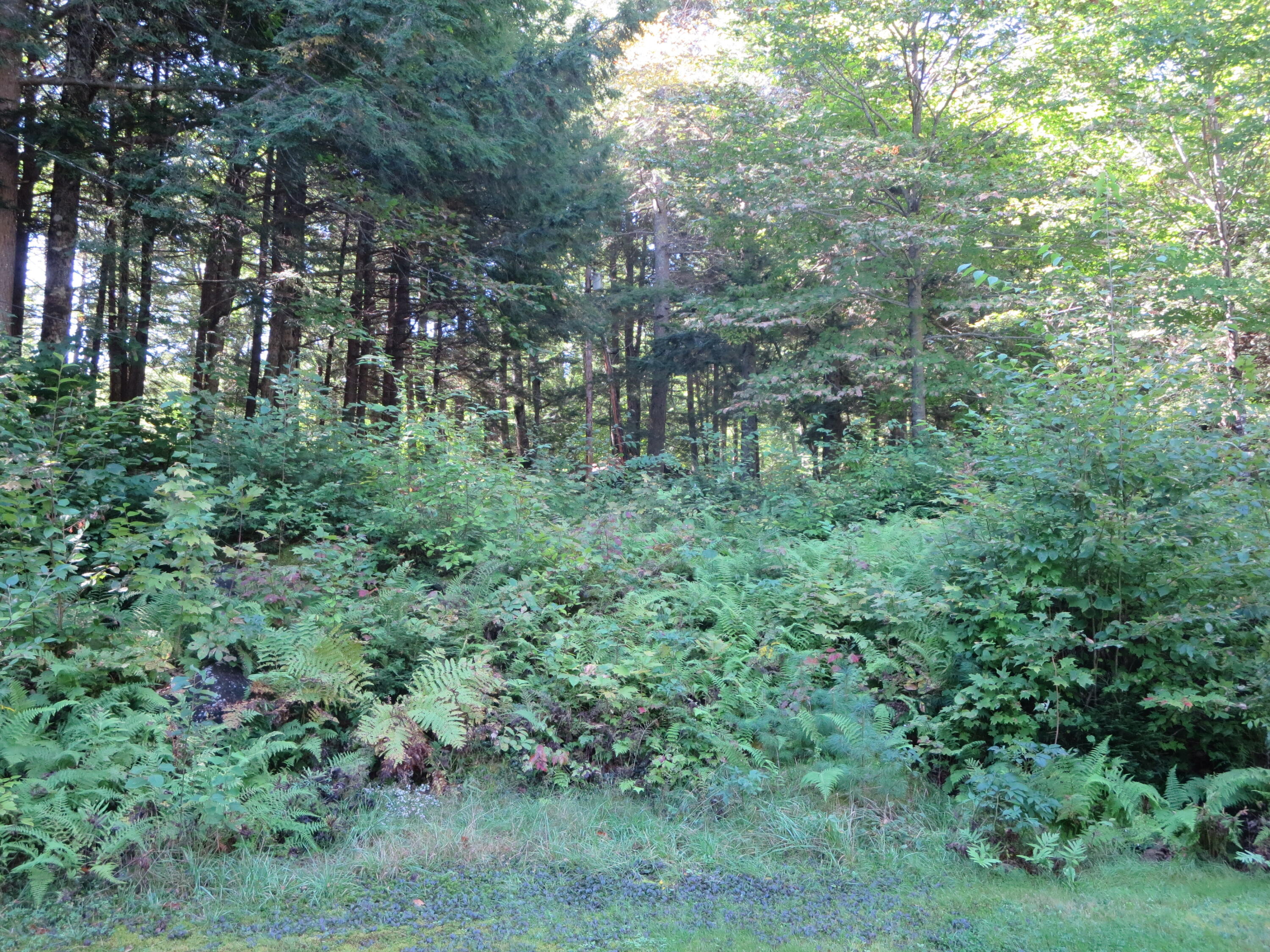 7 Fire Road 3 Milo, ME 04463 - Photo 50 of 57 IMG_0882