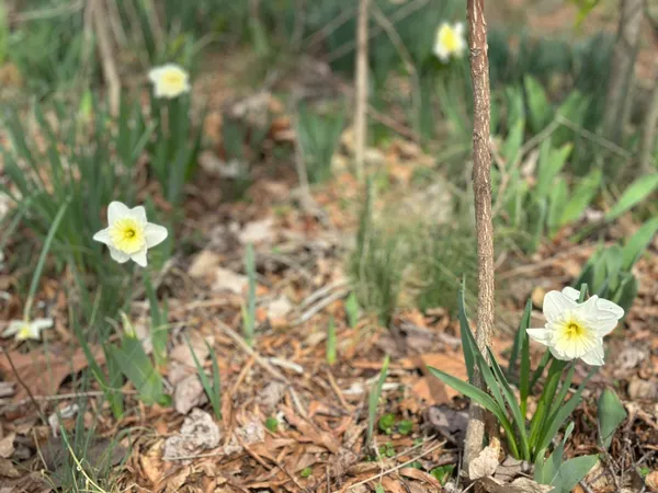 319 Minerva Drive, Murfreesboro, TN 37130