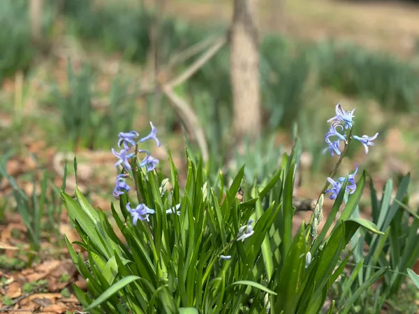 319 Minerva Drive, Murfreesboro, TN 37130