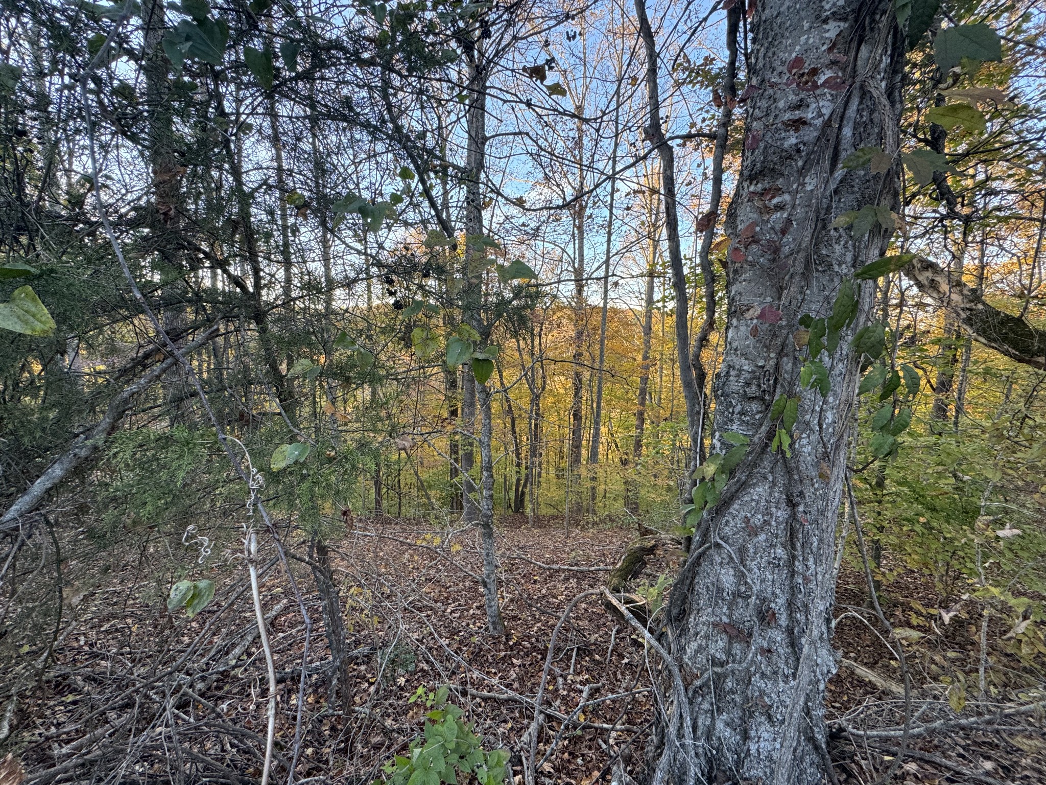 0 Puckett Point Road Smithville, TN 37166 - Photo 4 of 11 a view of a forest with trees