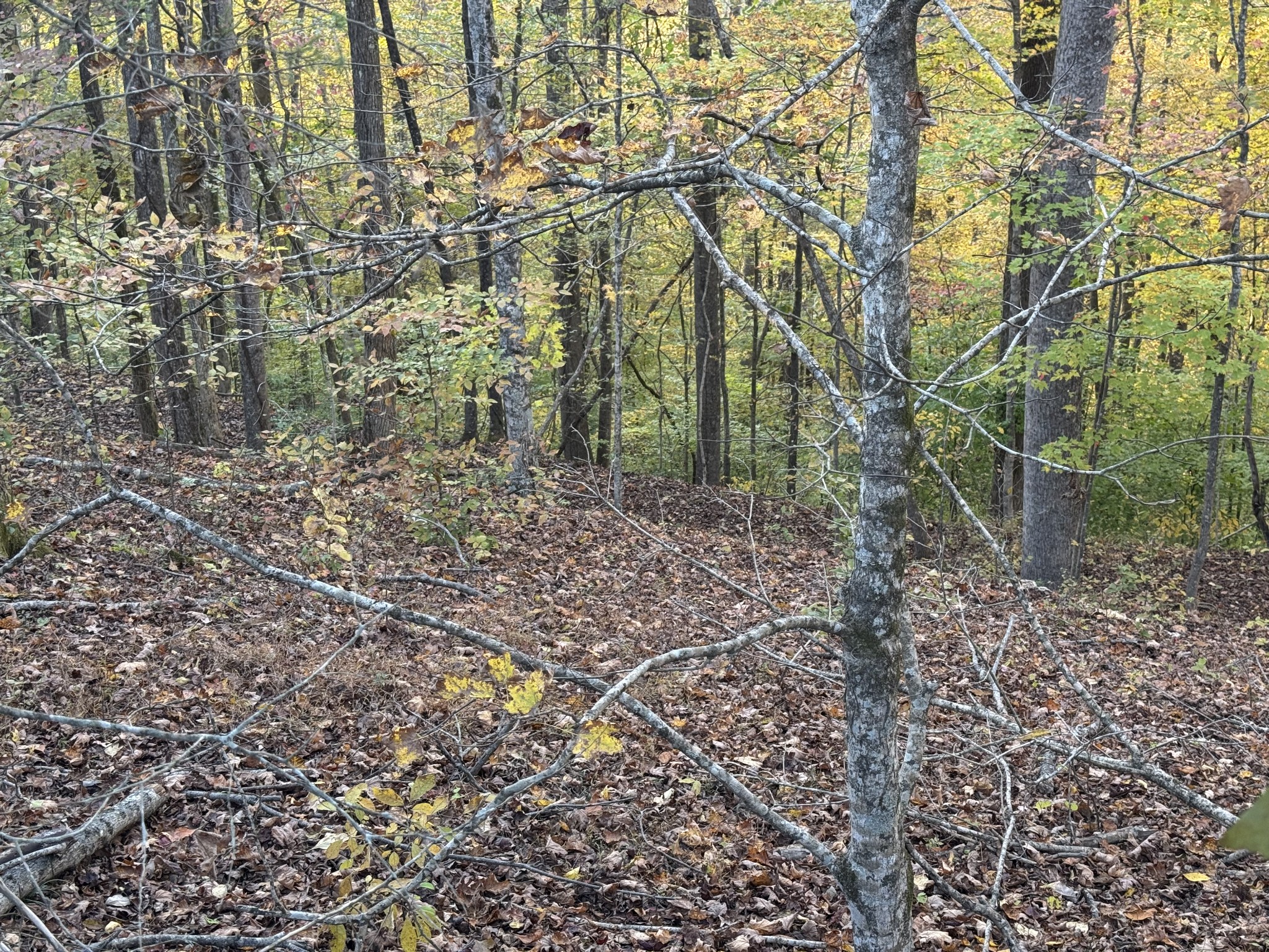0 Puckett Point Road Smithville, TN 37166 - Photo 6 of 11 a view of a forest filled with trees