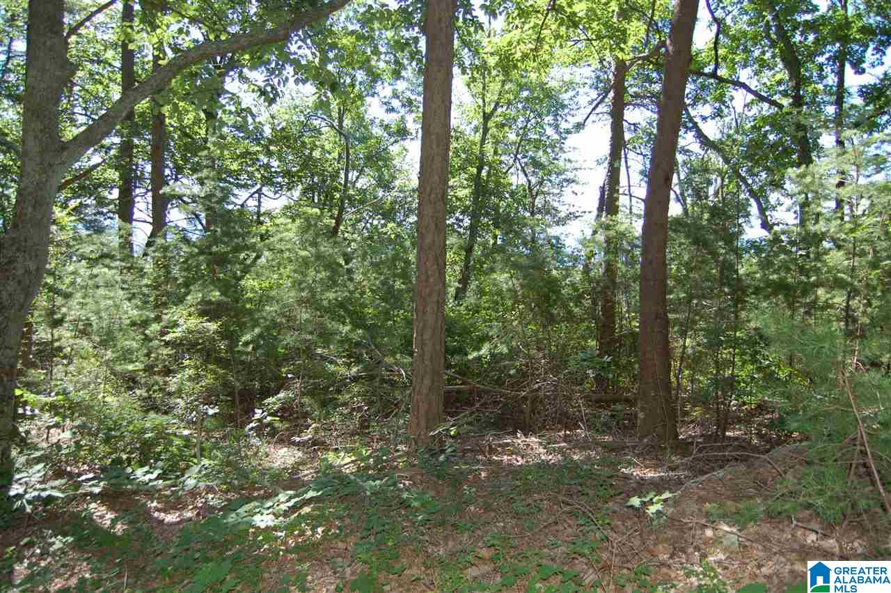 49-acres Chandler Mountain Road, Unit 1 Steele, AL 35987 - Photo 6 of 23