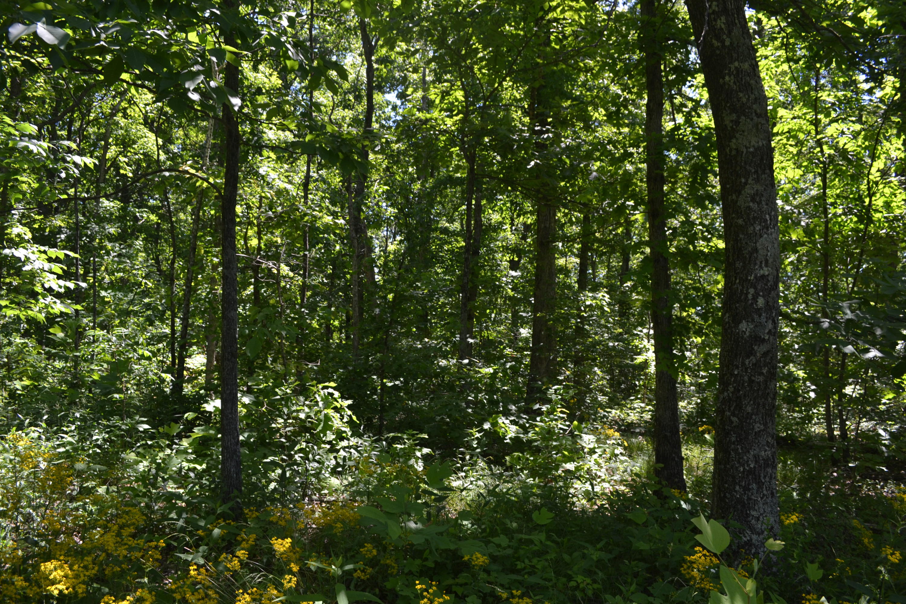 29.17-ac Raccoon Ridge Road Spring City, TN 37381 - Photo 3 of 16 Hon 224 ac_2089Hon 224 ac