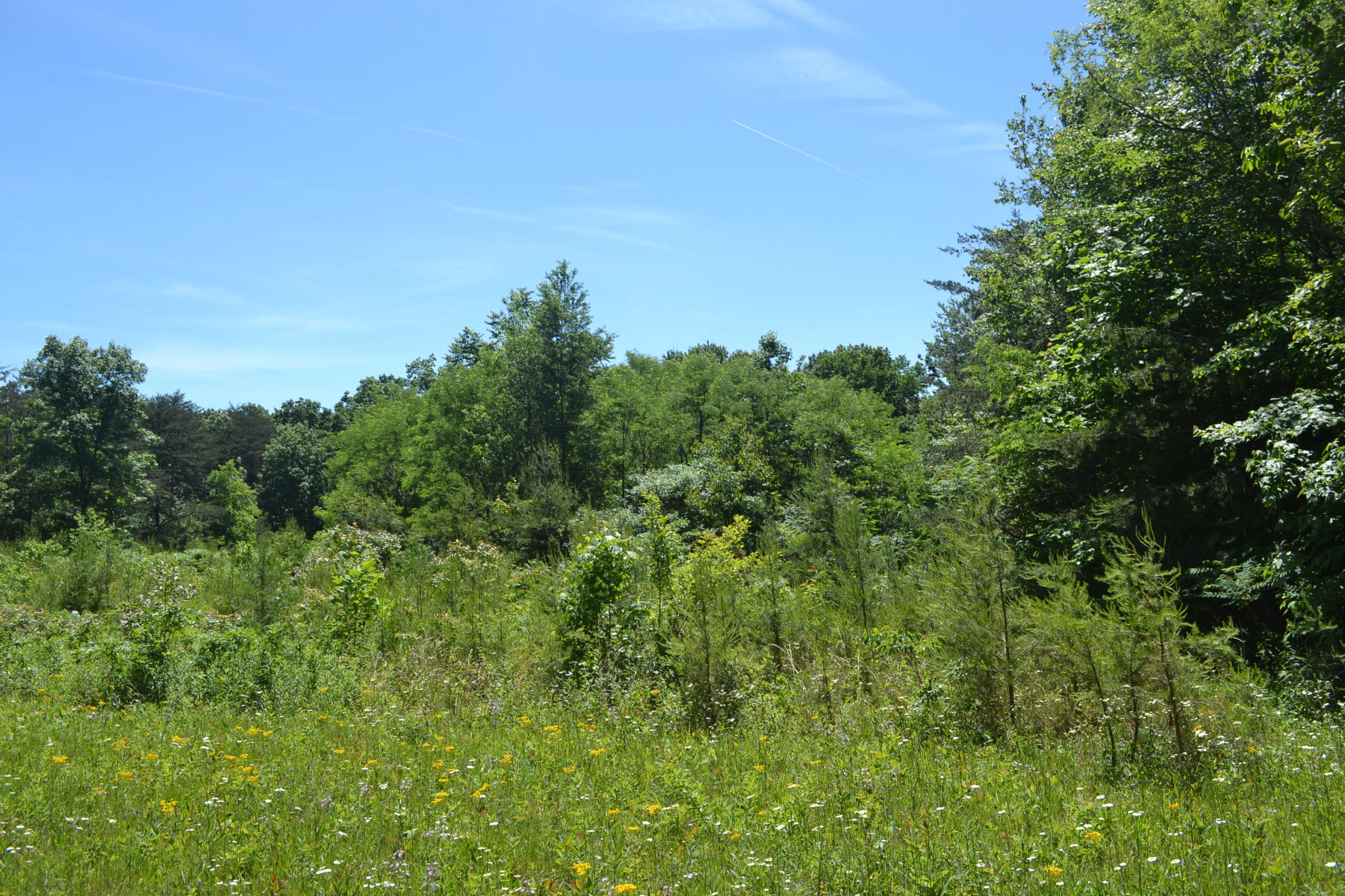 29.17-ac Raccoon Ridge Road Spring City, TN 37381 - Photo 4 of 16 Hon 224 ac_2092Hon 224 ac