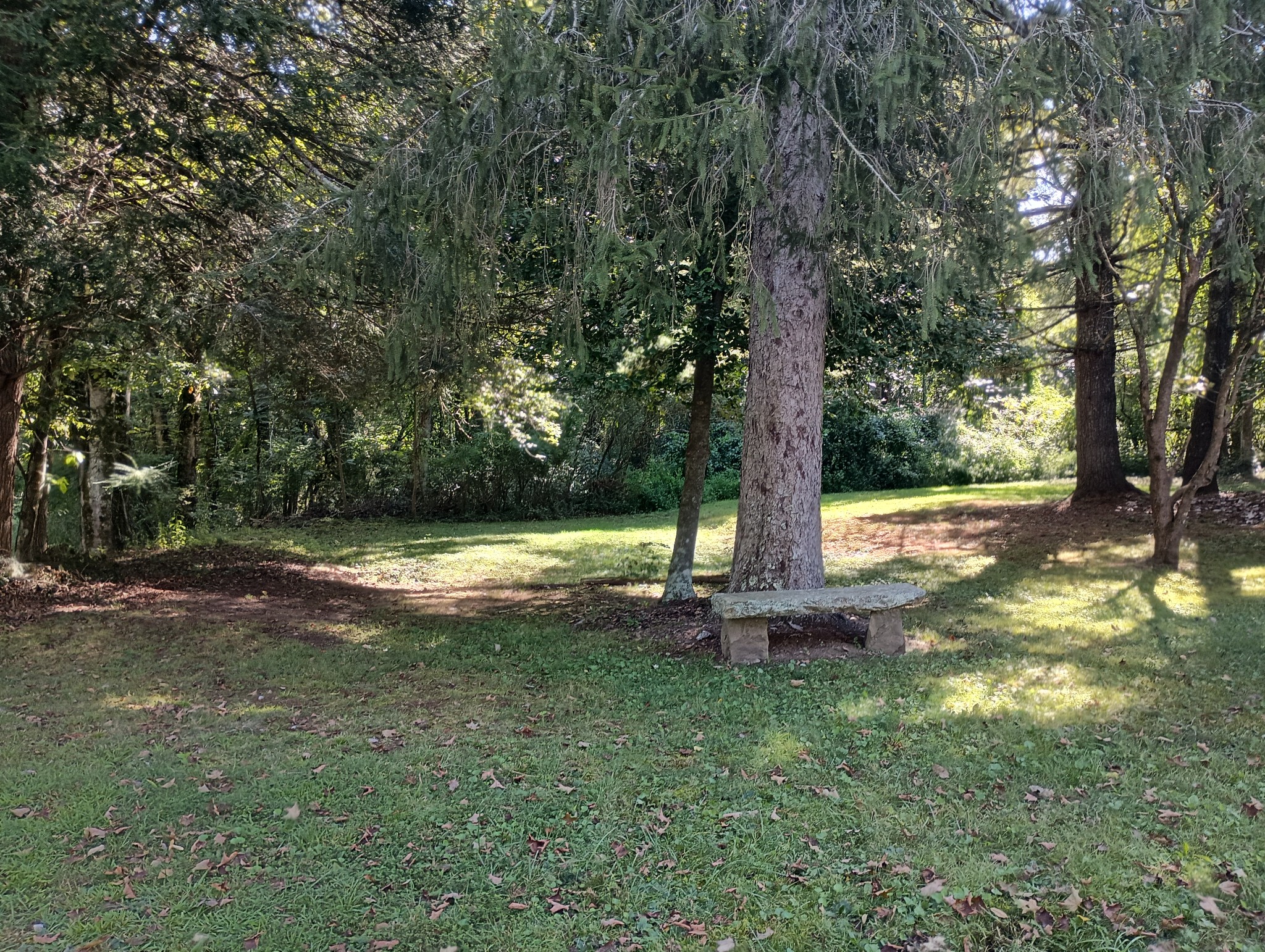 226 Lake O'Donnell Road Sewanee, TN 37375 - Photo 9 of 40 a view of a tree in a yard