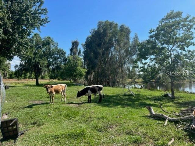 1888 Druliner Road St. Cloud, FL 34771 - Photo 6 of 12 a group of some sitting in a yard with large trees