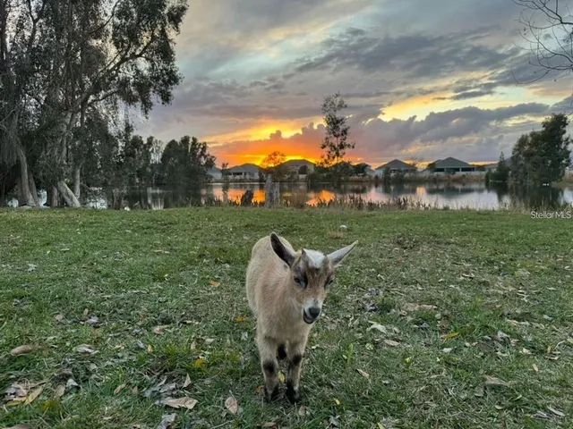 a view of a garden with a slide and a lake view