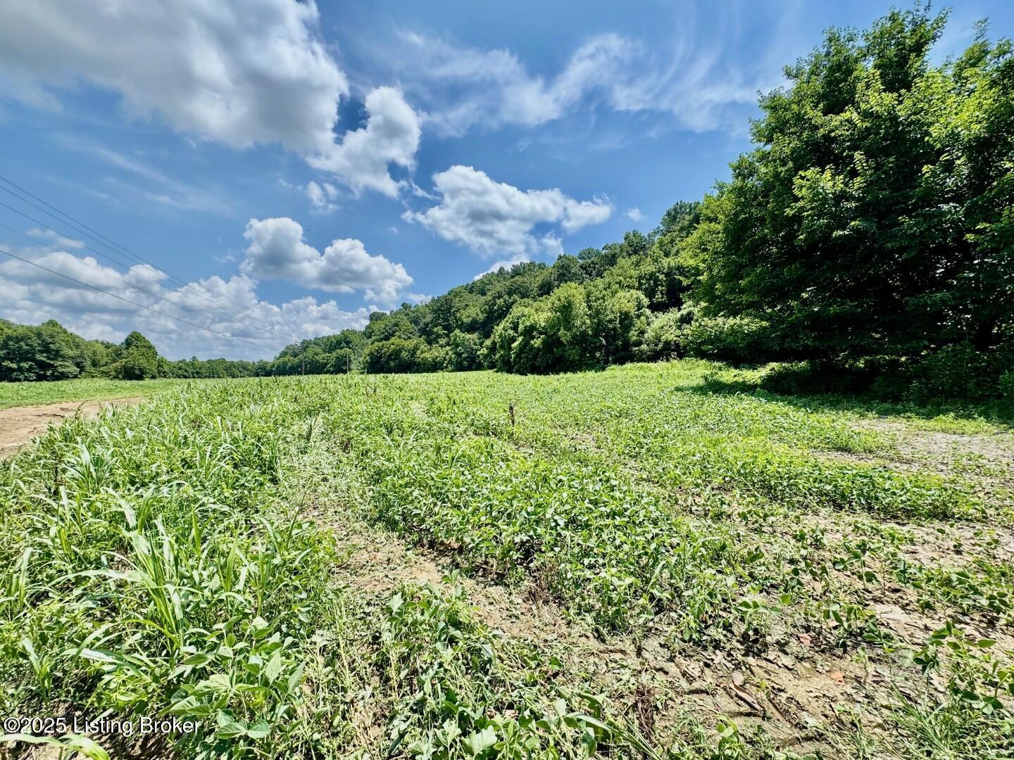 998 Grundy Home Road Springfield, KY 40069 - Photo 5 of 8 27ac (6)