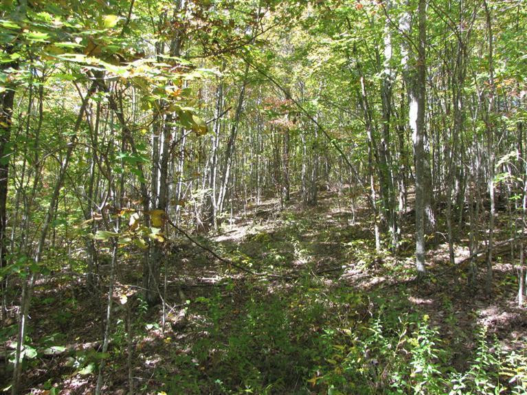 764 Brushy Ridge Road McKee, KY 40447 - Photo 7 of 25 Paths through the woods--walk or ATV on